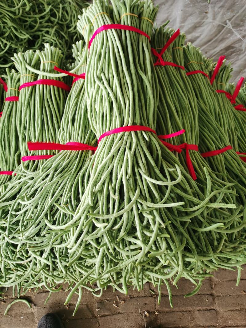 豆角万亩豇豆大量上市欢迎各位老板前来选购