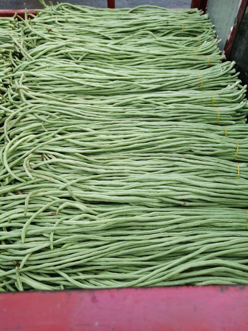 豆角万亩豇豆大量上市欢迎各位老板前来选购