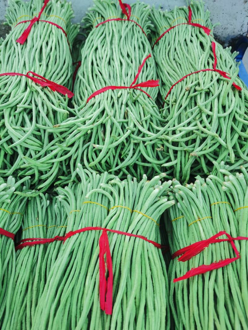 豆角万亩豇豆大量上市欢迎各位老板前来选购