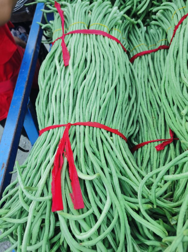 豆角万亩豇豆大量上市欢迎各位老板前来选购