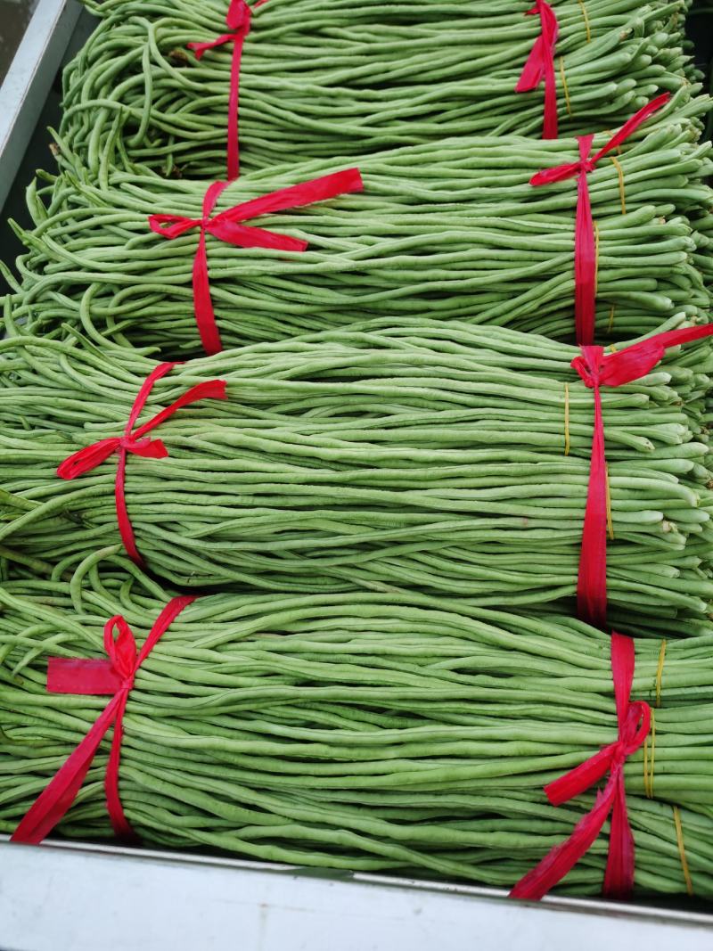 豆角万亩豇豆大量上市欢迎各位老板前来选购