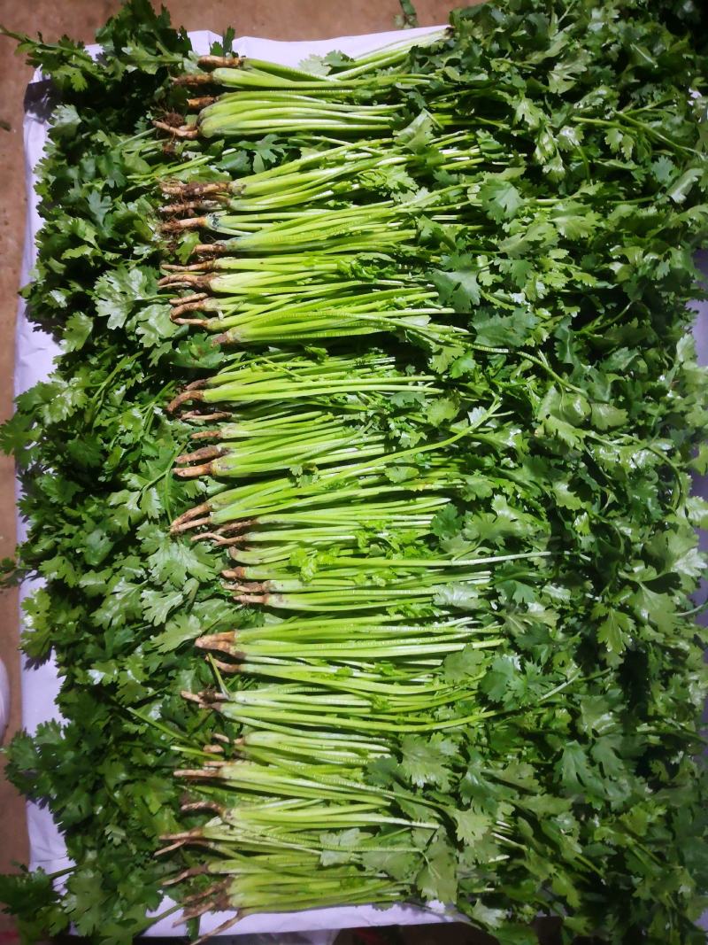 辽宁锦州精品大叶香菜上市中（信誉至上，质量精品）