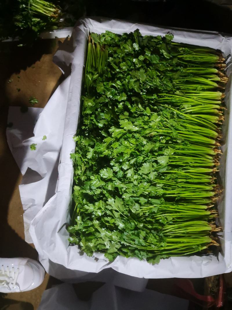 辽宁锦州精品大叶香菜上市中（信誉至上，质量精品）
