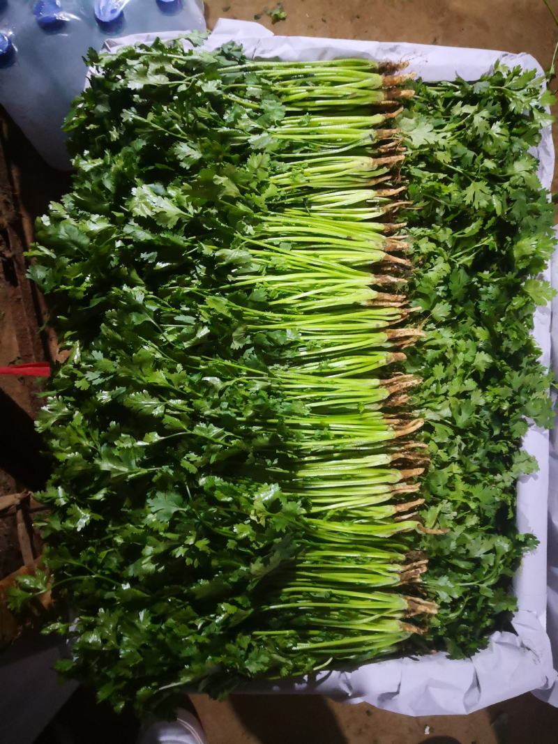 辽宁锦州精品大叶香菜上市中（信誉至上，质量精品）