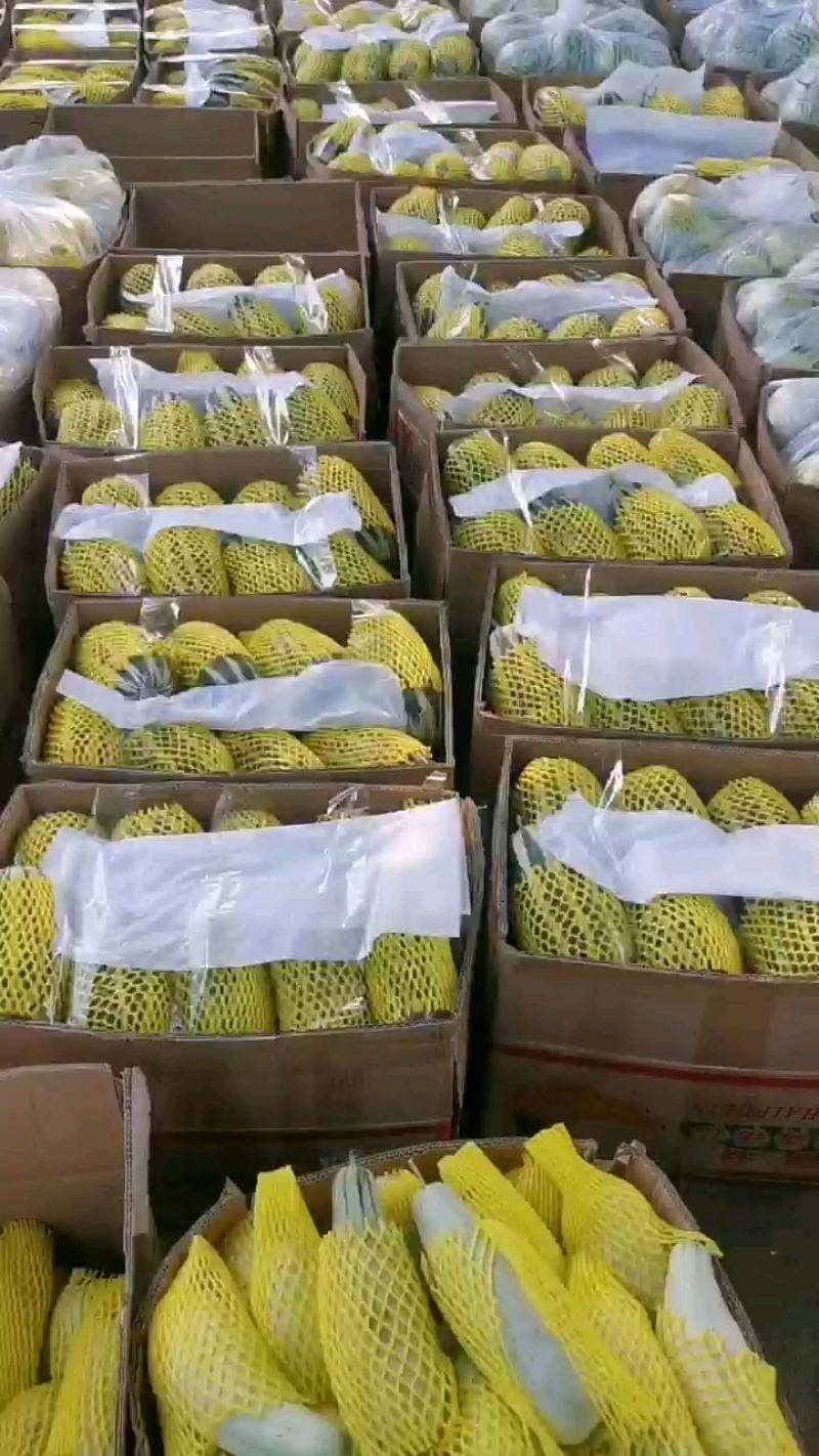 博洋9，我处有几百亩博九，各种甜瓜。