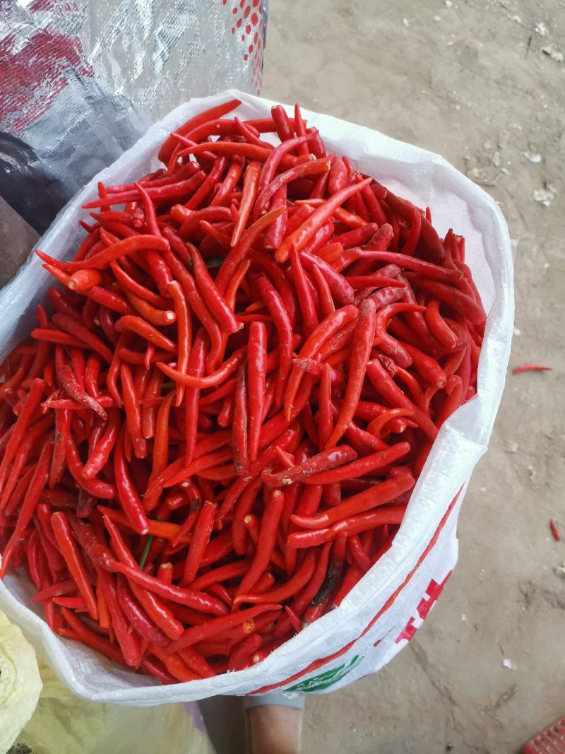 无把无帽，精品艳红辣椒，天宇辣椒大量上市