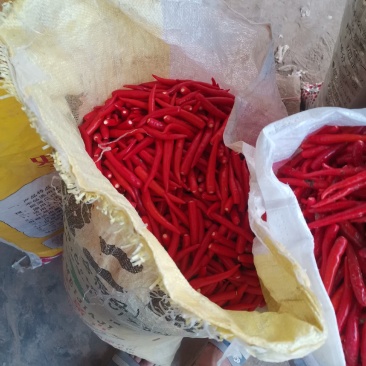 无把无帽，精品艳红辣椒，天宇辣椒大量上市