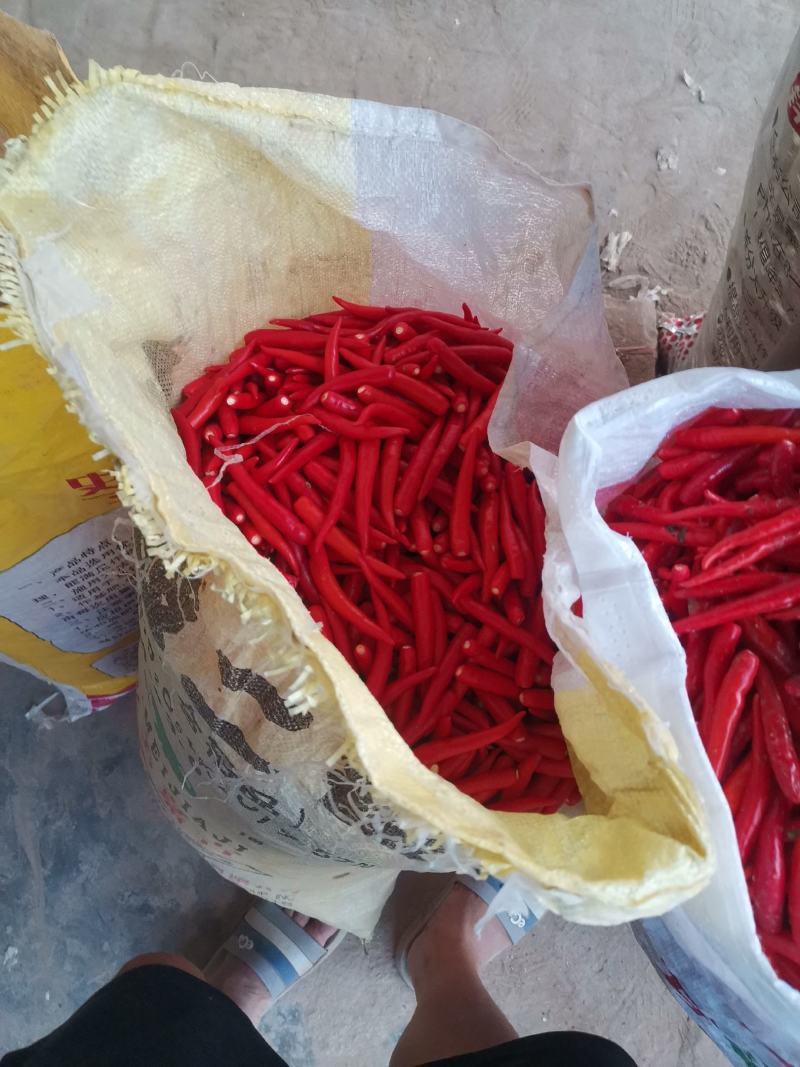 无把无帽，精品艳红辣椒，天宇辣椒大量上市