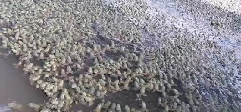 干净漂亮成活率高牛蛙蝌蚪苗大中小圆头都有