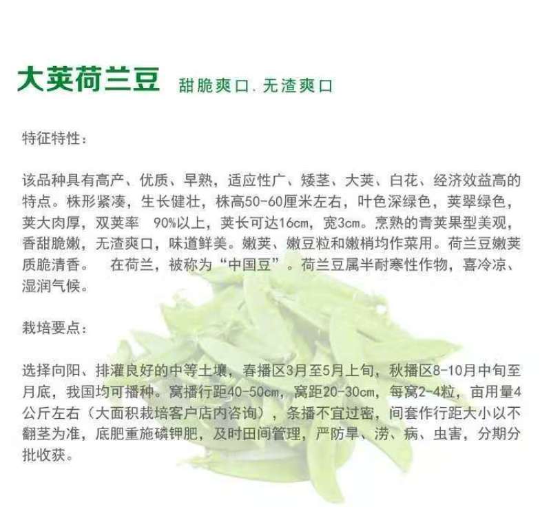 【荷兰豆】大荚脆嫩荷兰豆白花大荚四季可种高产优质种子