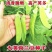 【荷兰豆】大荚脆嫩荷兰豆白花大荚四季可种高产优质种子