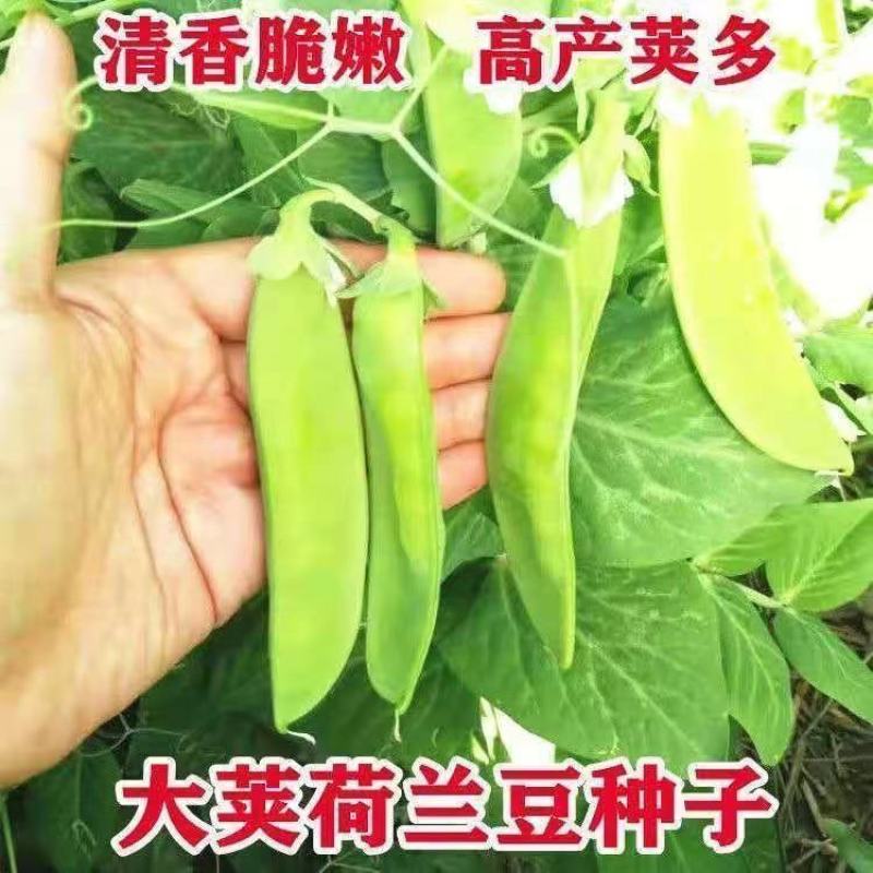【荷兰豆】大荚脆嫩荷兰豆白花大荚四季可种高产优质种子
