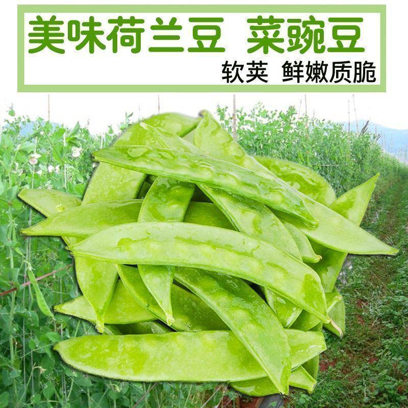 【荷兰豆】大荚脆嫩荷兰豆白花大荚四季可种高产优质种子