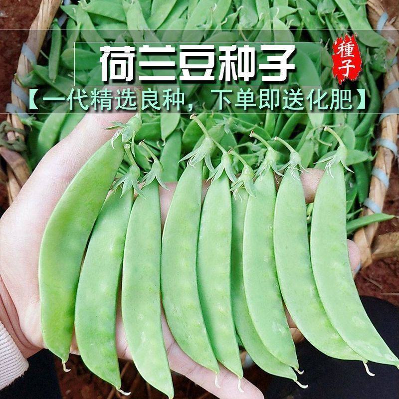 【荷兰豆】大荚脆嫩荷兰豆白花大荚四季可种高产优质种子