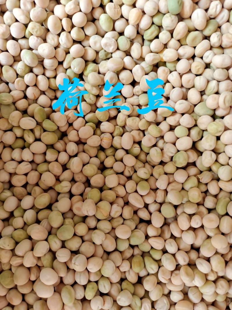 【荷兰豆】大荚脆嫩荷兰豆白花大荚四季可种高产优质种子