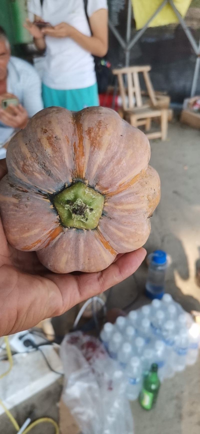 金香小南瓜