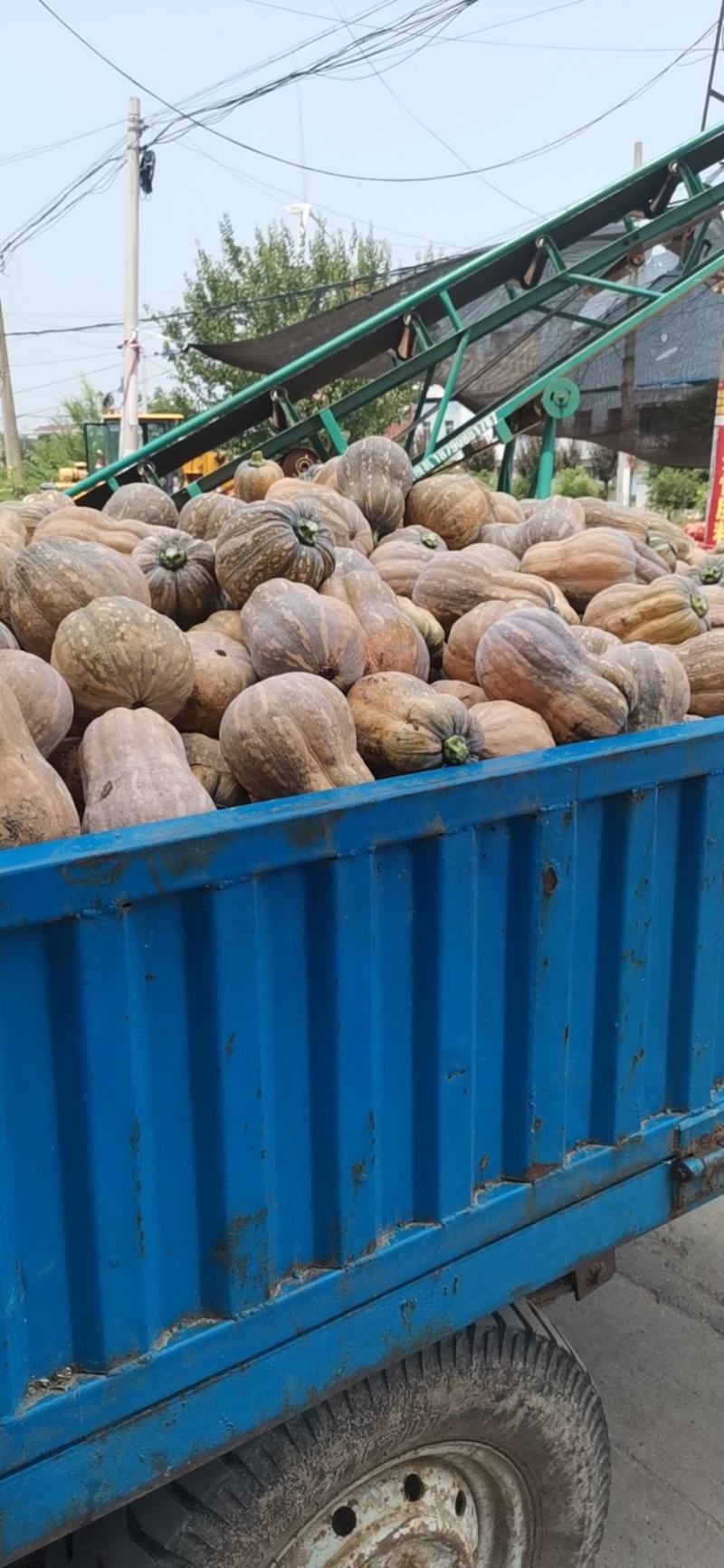 金香小南瓜