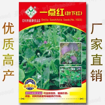 一点红种子叶下红背野生保健菜种籽红叶红花羊蹄草红背果石