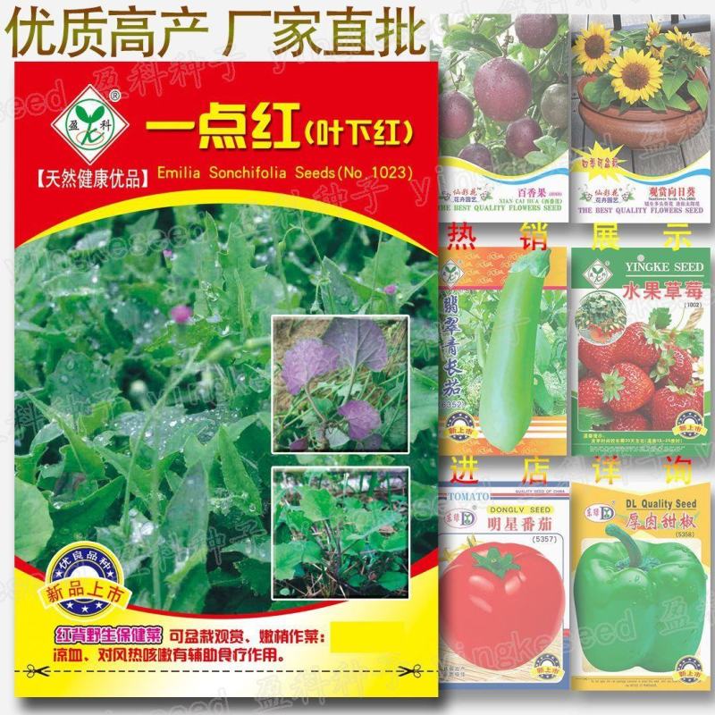 一点红种子叶下红背野生保健菜种籽红叶红花羊蹄草红背果石
