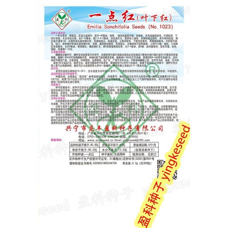 一点红种子叶下红背野生保健菜种籽红叶红花羊蹄草红背果石
