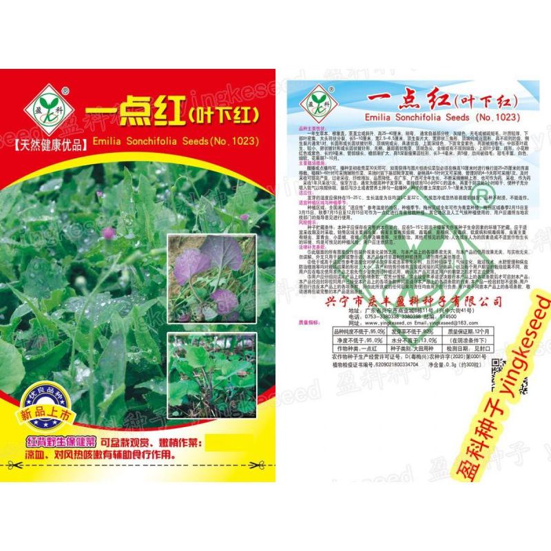 一点红种子叶下红背野生保健菜种籽红叶红花羊蹄草红背果石