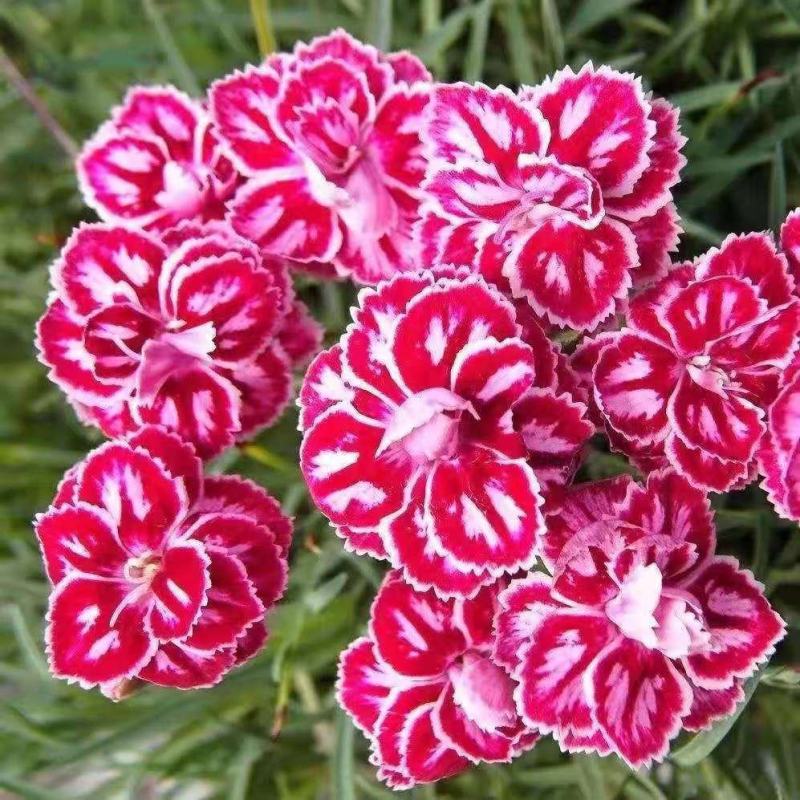 约550粒五彩石竹种子花卉种籽美国石竹十样锦须苞石竹形