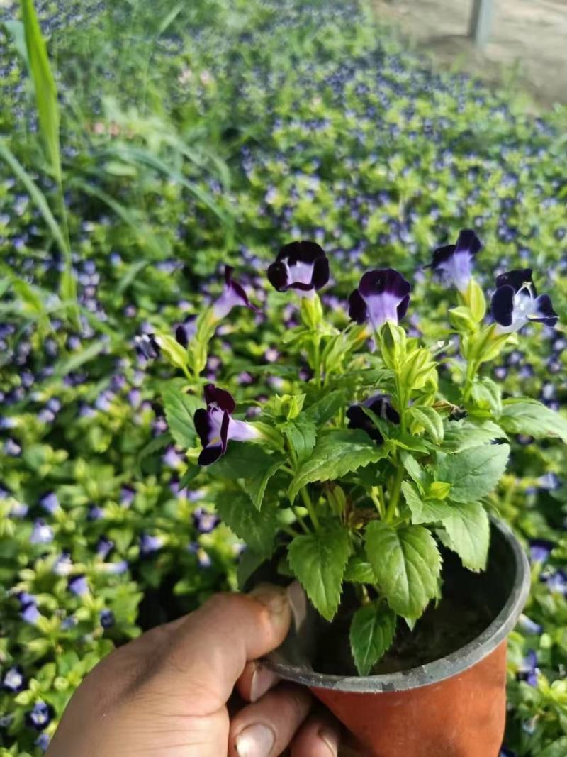优质夏堇大量现货供应，质量保证，信誉保证