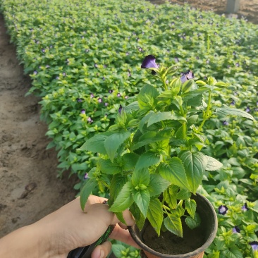 优质夏堇大量现货供应，质量保证，信誉保证