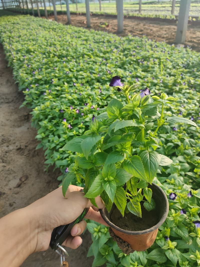 优质夏堇大量现货供应，质量保证，信誉保证