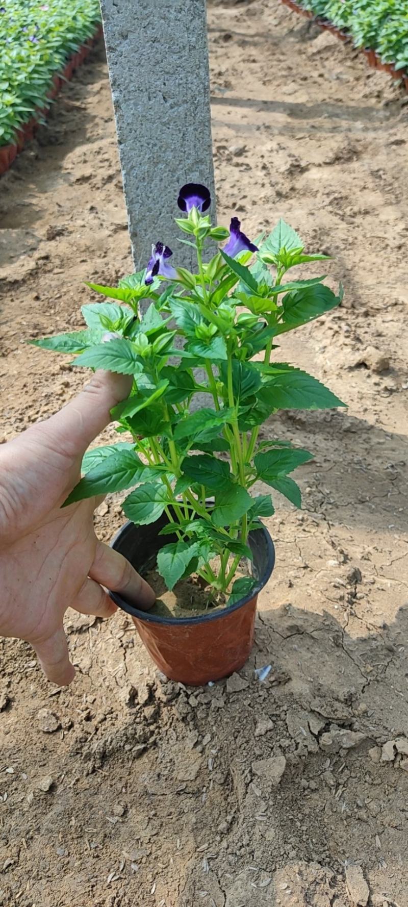 优质夏堇大量现货供应，质量保证，信誉保证