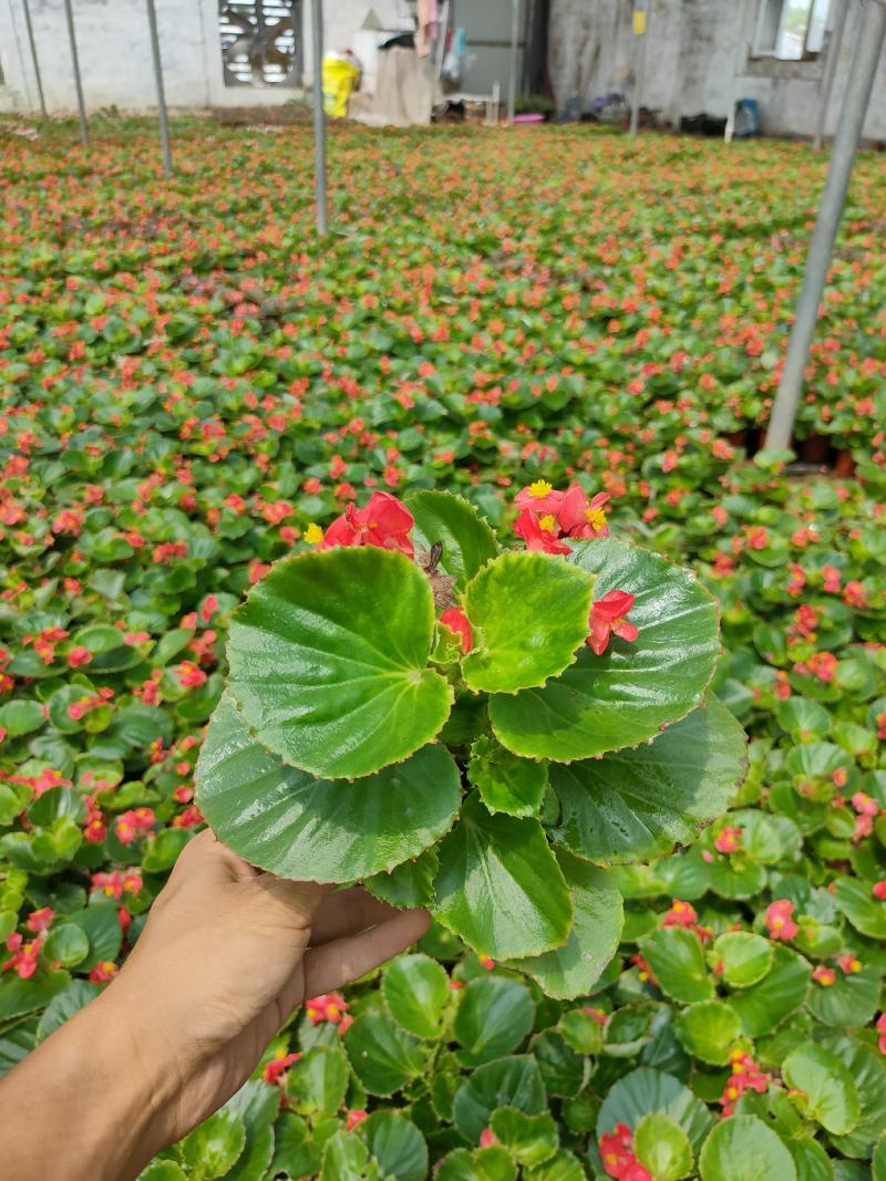 优质四季海棠（红叶红花，绿叶红花），大量现货供应