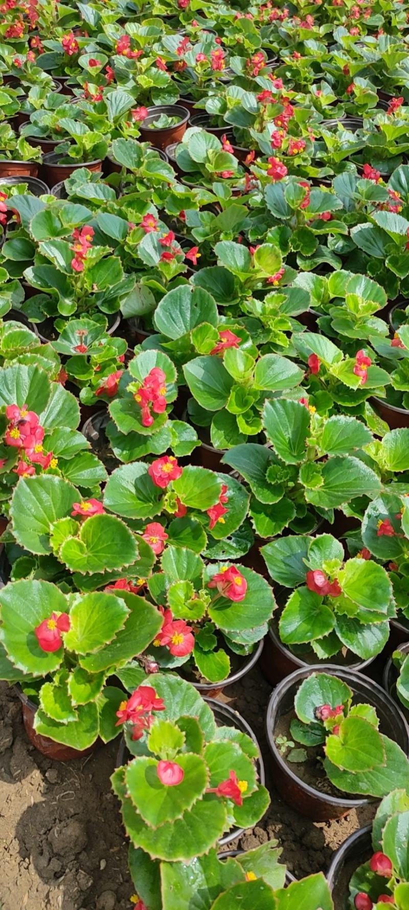 优质四季海棠（红叶红花，绿叶红花），大量现货供应