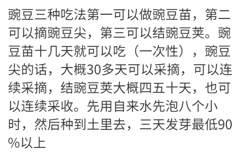 【豌豆苗】美国肥仔豌豆尖秋冬季田园蔬菜高产优质种子