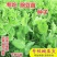 【豌豆苗】美国肥仔豌豆尖秋冬季田园蔬菜高产优质种子