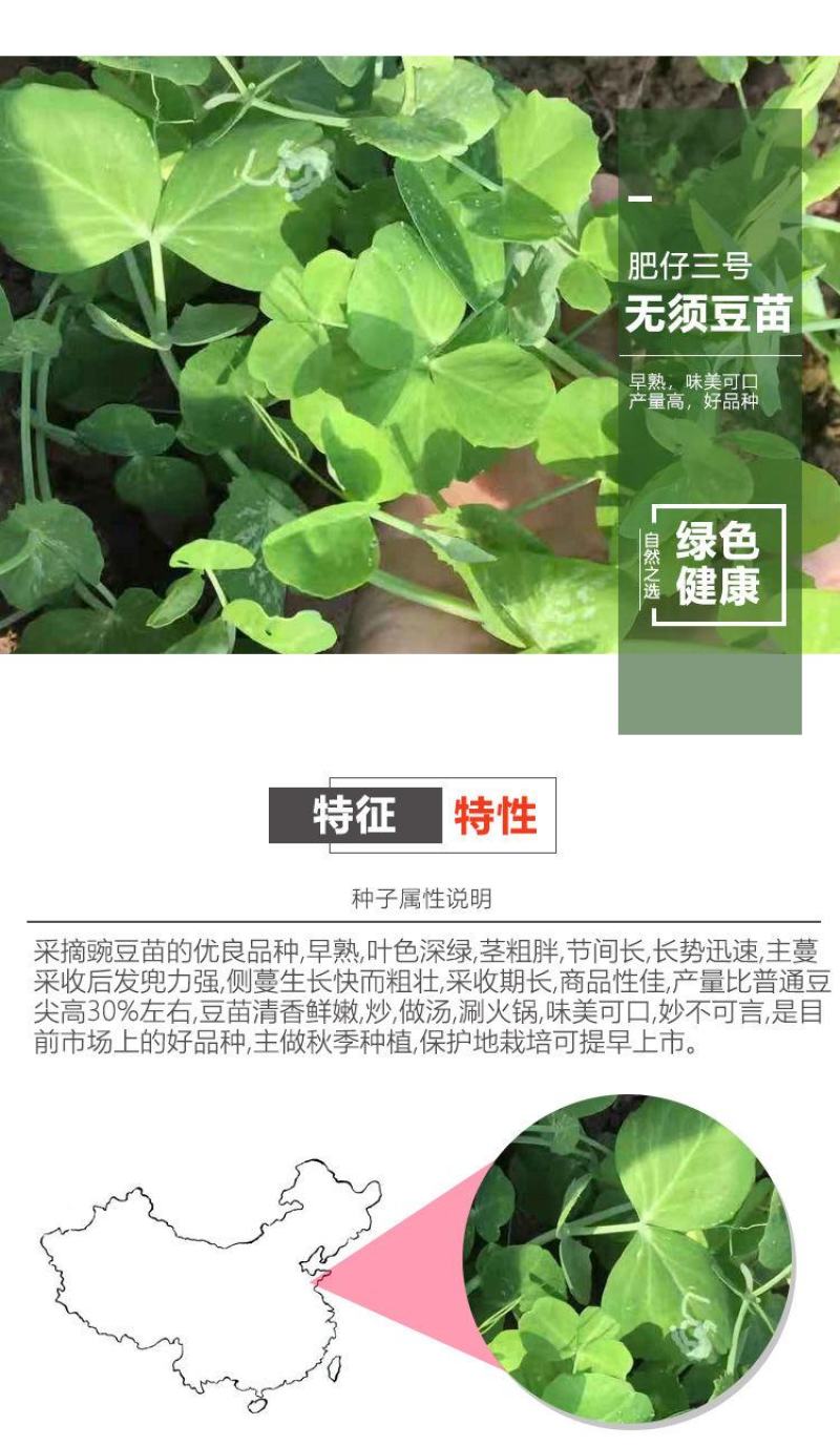 【豌豆苗】美国肥仔豌豆尖秋冬季田园蔬菜高产优质种子