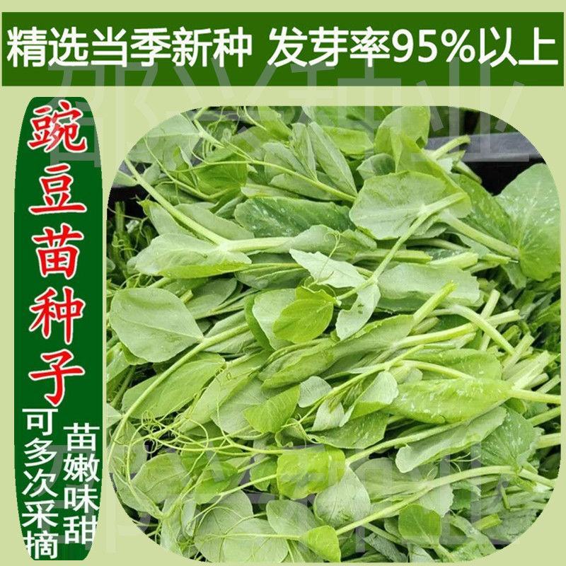 【豌豆苗】美国肥仔豌豆尖秋冬季田园蔬菜高产优质种子