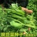 【豌豆苗】美国肥仔豌豆尖秋冬季田园蔬菜高产优质种子