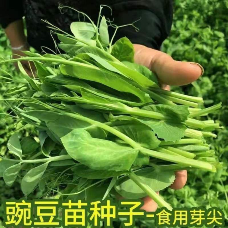 【豌豆苗】美国肥仔豌豆尖秋冬季田园蔬菜高产优质种子
