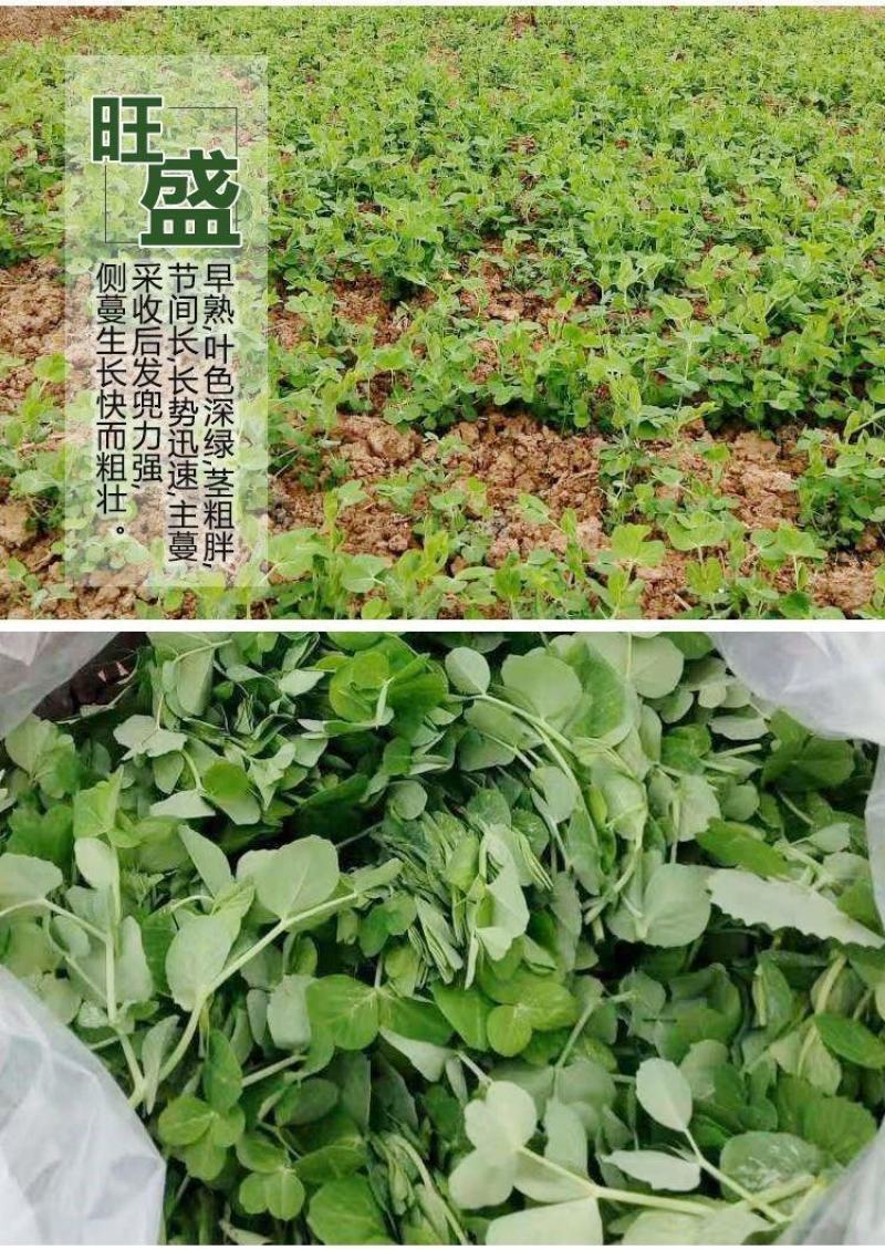 【豌豆苗】美国肥仔豌豆尖秋冬季田园蔬菜高产优质种子