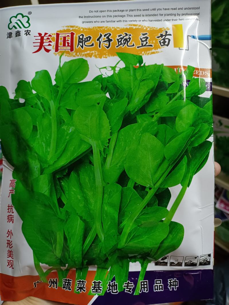 【豌豆苗】美国肥仔豌豆尖秋冬季田园蔬菜高产优质种子