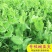 【豌豆苗】美国肥仔豌豆尖秋冬季田园蔬菜高产优质种子