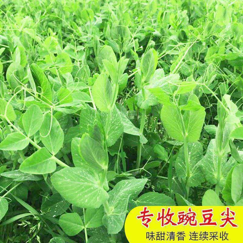 【豌豆苗】美国肥仔豌豆尖秋冬季田园蔬菜高产优质种子