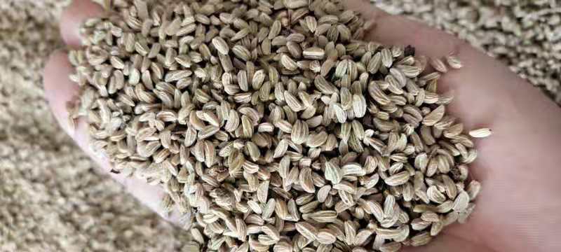 岗梅种子产新，果实饱满，成熟度好，现货现发，