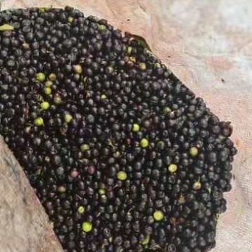 岗梅种子产新，果实饱满，成熟度好，现货现发，
