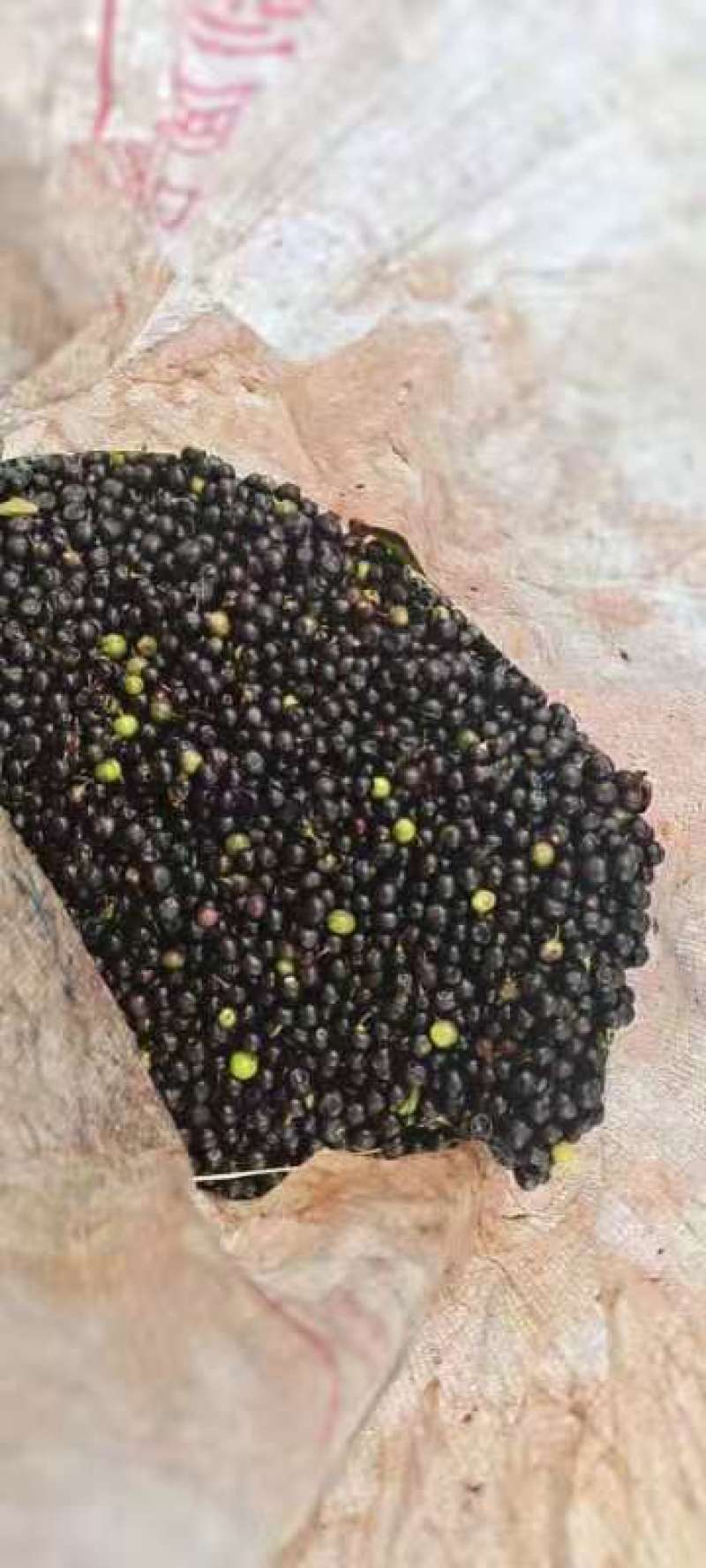 岗梅种子产新，果实饱满，成熟度好，现货现发，