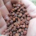 五味子