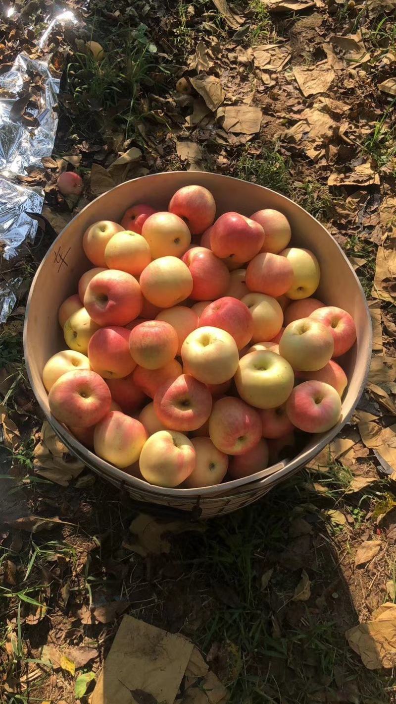 正宗栖霞苹果嘎啦苹果三级果，次货大量上市
