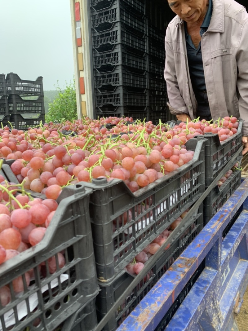 【优选】湖南澧县精品红提葡萄产地直供保质保量批发量大优惠