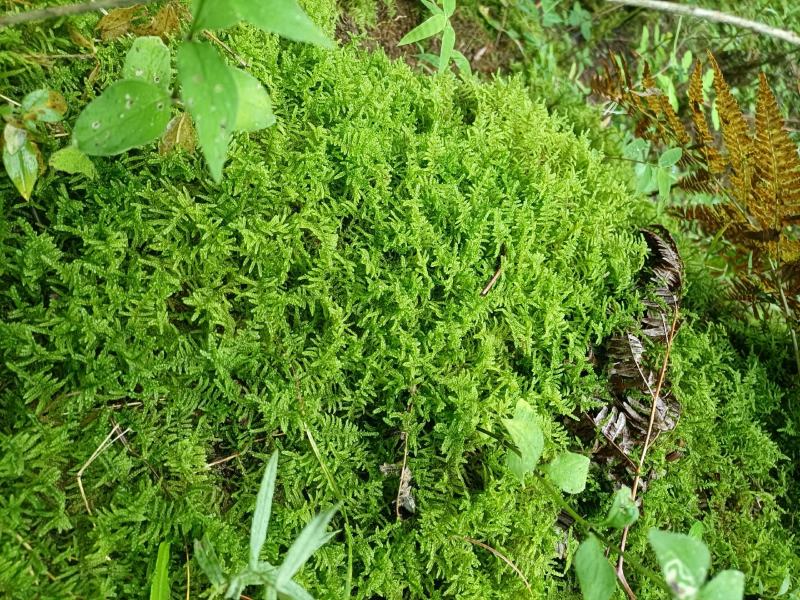 现采鲜活苔藓微景观现采DIY创意迷你植物青苔盆景假山装饰