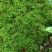 现采鲜活苔藓微景观现采DIY创意迷你植物青苔盆景假山装饰